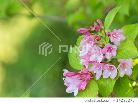 谷花的花 14255273