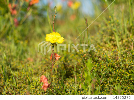Waiting grass 14255275