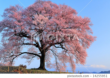 Cherry blossom at Wangjin-shi Wang Jinzuka stained in the morning sun 14255951