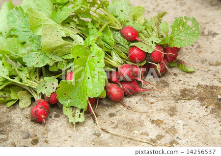 Fresh picked radishes 14256537