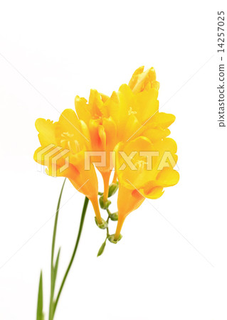 Freesia 14257025