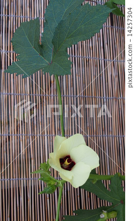 Okra's Flower 14257304