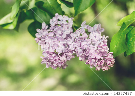 Flowers of blossom tree 14257457