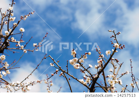 梅梅第一次分店 14257513