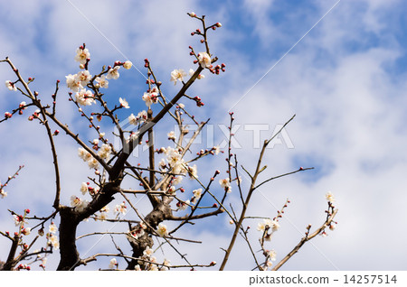 Ume branches for the first time 14257514