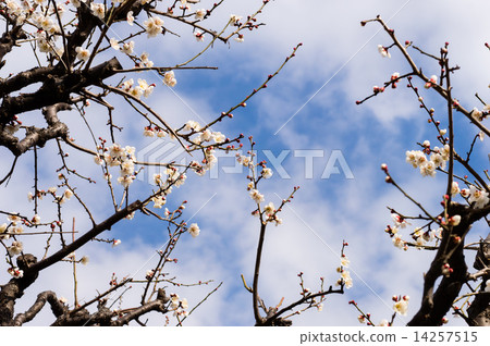 梅梅第一次分店 14257515