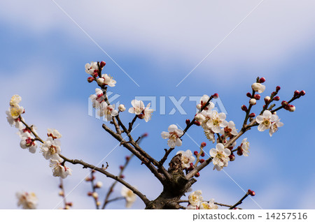 Ume branches for the first time 14257516