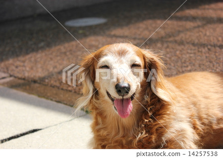Old dog's smile 14257538