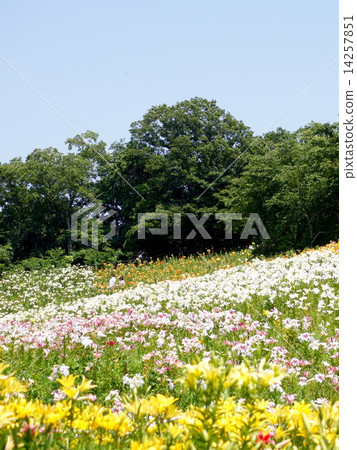 A landscape of lilies that are clustered and blooming on slopes (Sleeping lily paradise) 14257851