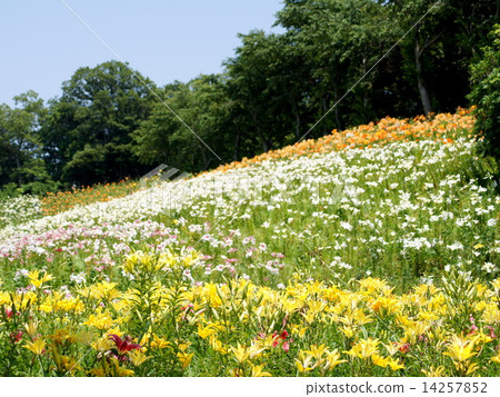 在斜坡上聚集和開花的百合花景觀（睡眠百合天堂） 14257852