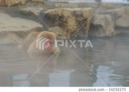 Monkey of Jigokudani Onsen 14258173