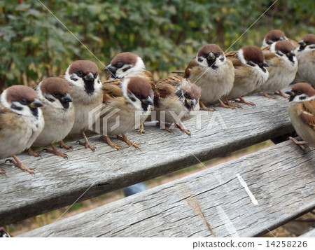 在寒冷的冬天早晨停在板凳上等待太陽的麻雀。 14258226