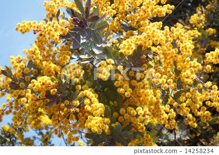 Mimosa is famous for its beautiful and fragrant aesthetic with beautiful yellow flowers. 14258234