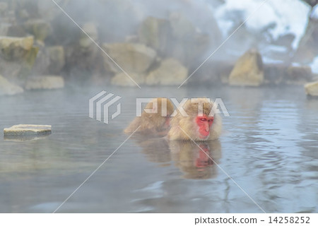 Monkey of Jigokudani Onsen 14258252