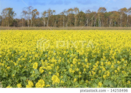  在一邊的強姦開花領域一邊的油菜籽開花的瑞典戈蘭領域神土地瑞典 14258496