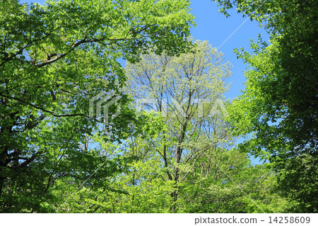 Fresh green 14258609