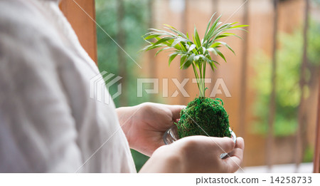 Kokedama 14258733