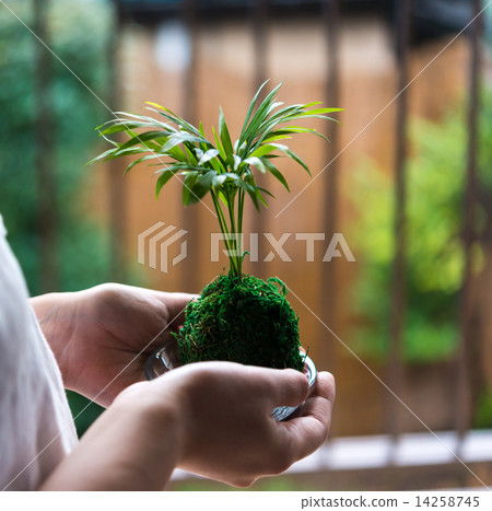 Kokedama Kokedama 14258745
