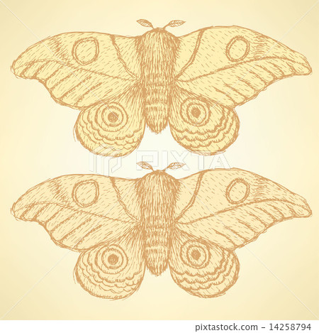Sketch moth incect in vintage style Sketch moth incect in vintage style 14258794