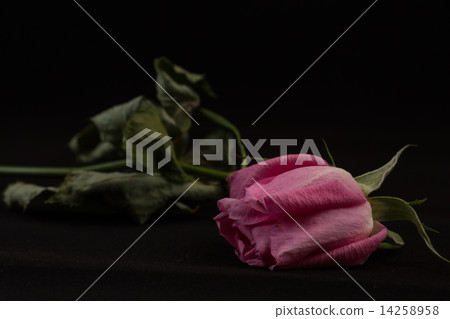 rose	 14258958