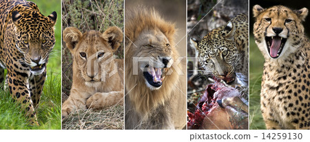 Wildlife - Big Cats 14259130