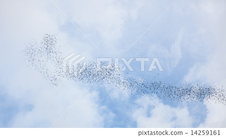 Bats flying in gunung mulu national park 14259161