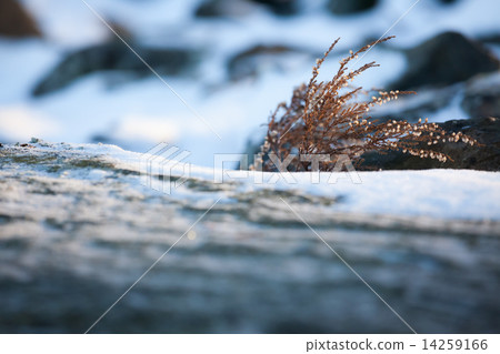 Wild heather at winter 14259166