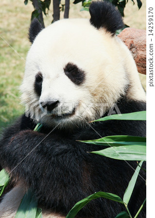 Panda eating bamboo Panda eating bamboo 14259170