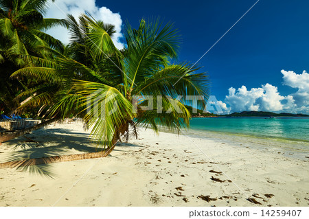 Beautiful beach with palm tree at Seychelles 14259407