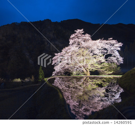 [長野縣阿智村]小松綱木櫻花盛開 14260591