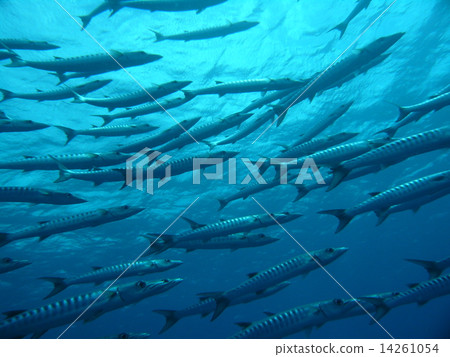 帕勞海覆蓋著梭魚 帕勞海覆蓋著梭魚 14261054