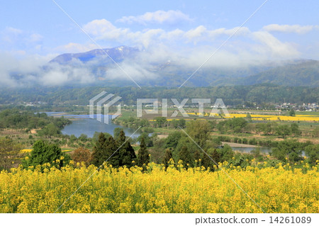 Madarao of residual snow, clouds fascinating, rape blossoms blooming with the flowing stream of the Chikuma river Madarao of residual snow, clouds fascinating, rape blossoms blooming with the flowing stream of the Chikuma river 14261089