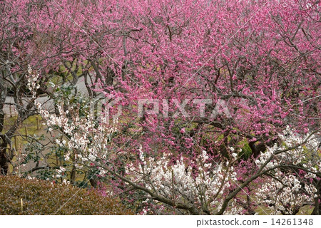 梅花Kairakuen梅花園視圖 梅花Kairakuen梅花園視圖 14261348