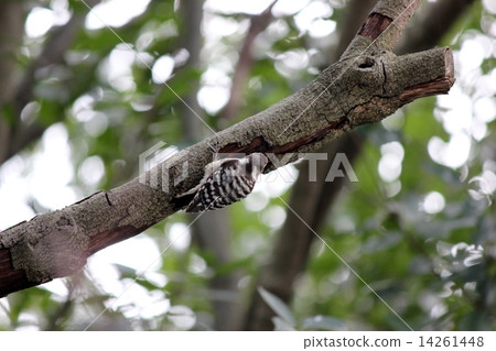 野鳥 野鳥 14261448