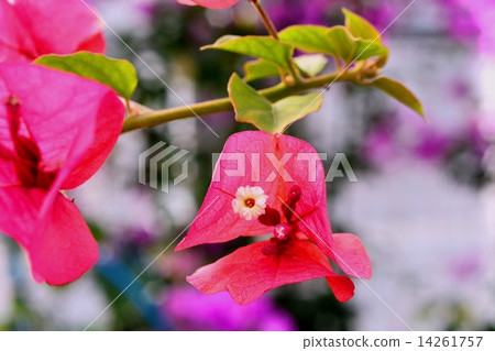 Bougainvillea 14261757