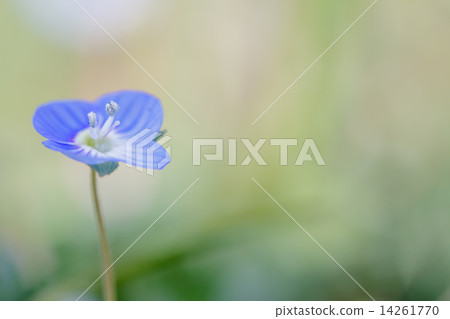 波斯Speedwell 波斯Speedwell 14261770