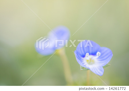 波斯Speedwell 14261772