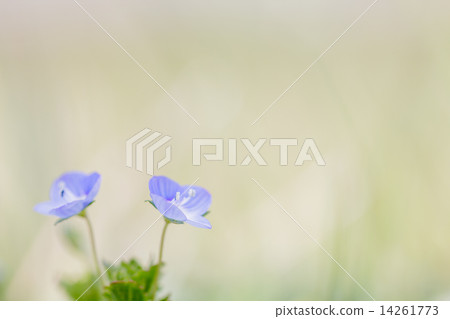 波斯Speedwell 14261773