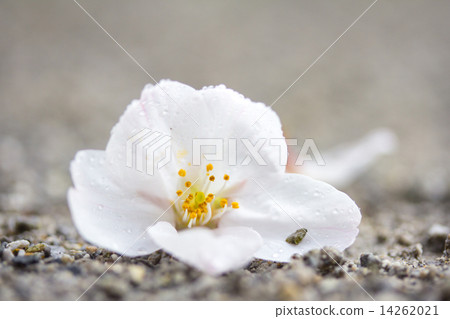 雨後的櫻花雨 雨後的櫻花雨 14262021