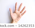 手顯示手5 14262353