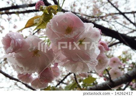 松月櫻花是雙花，大輪子向下綻放。如果 14262417