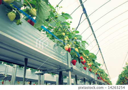 Bright green delicious strawberry growing in a plastic house Bright green delicious strawberry growing in a plastic house 14263254