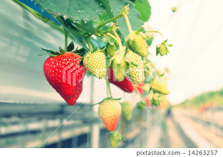 Bright green delicious strawberry growing in a plastic house 14263257