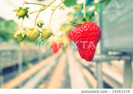 Bright green delicious strawberry growing in a plastic house 14263258