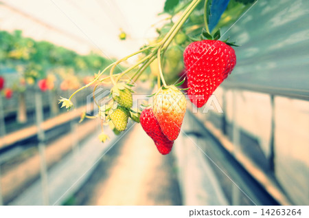 Bright green delicious strawberry growing in a plastic house Bright green delicious strawberry growing in a plastic house 14263264