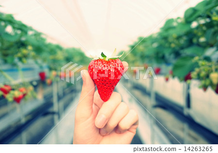 Bright green delicious strawberry growing in a plastic house Bright green delicious strawberry growing in a plastic house 14263265