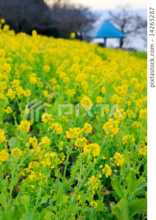 強姦Azumayama的花朵 14263287
