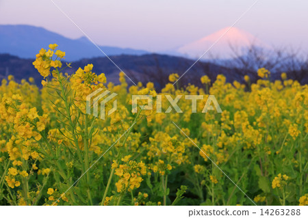 Rape blossoms of Azumayama Rape blossoms of Azumayama 14263288