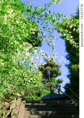 Summer of Hasegaji 14263536
