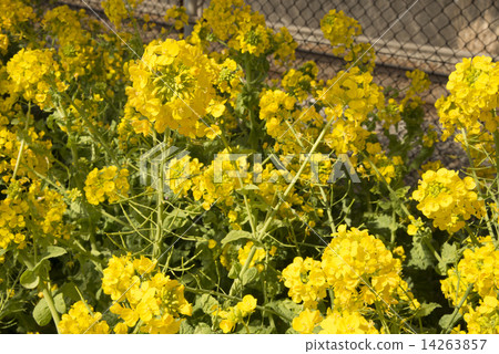 Kawazu Sakura 5 14263857